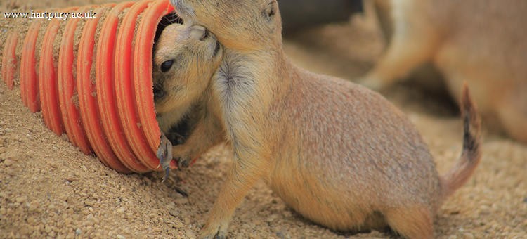 Animal Welfare Policy Legislation